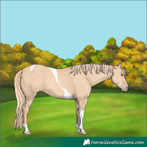 Horse Color:Gold Champagne Tobiano 