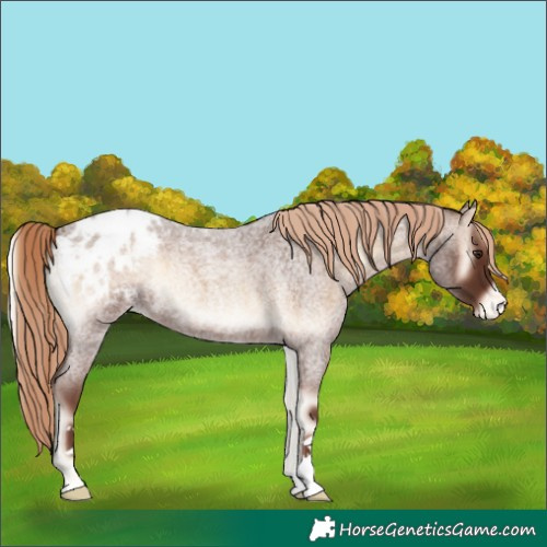 Horse Color:Red Onyx Roan Varnish 