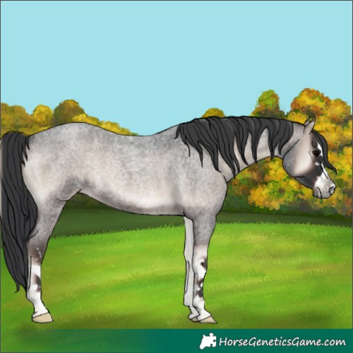 Horse Color:Blue Onyx Roan 