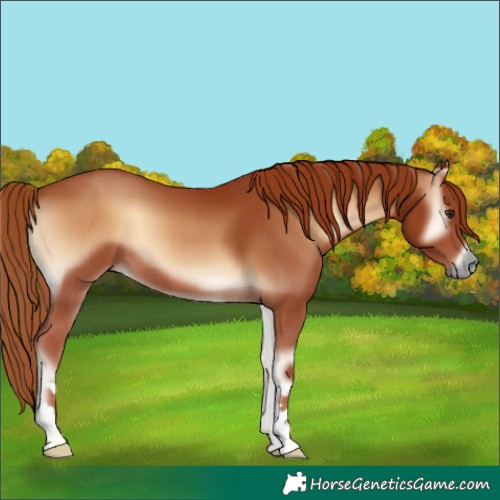 Horse Color:Red Onyx 
