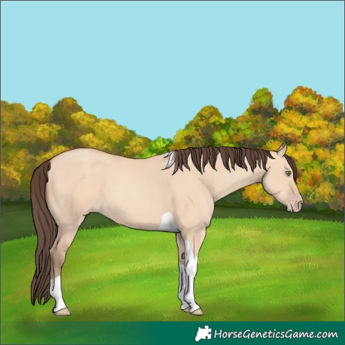 Horse Color:Amber Champagne Dun Tobiano 