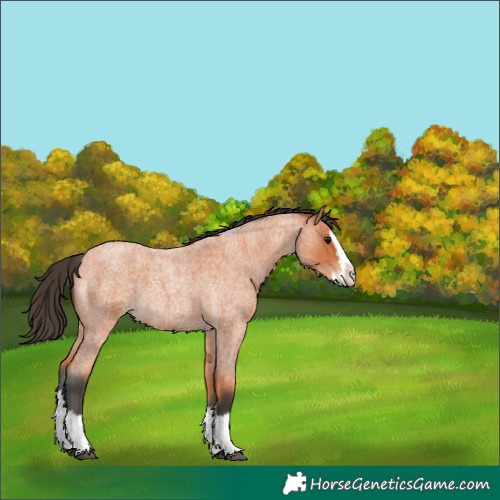 Horse Color:Bay Roan Splash 