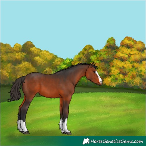 Horse Color:Brown 
