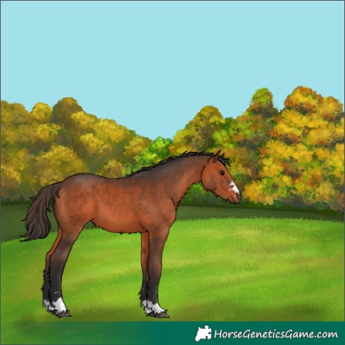 Horse Color:Brown 