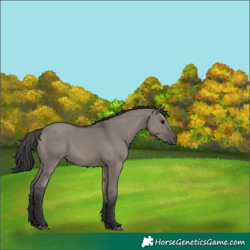 Horse Color:Grullo 