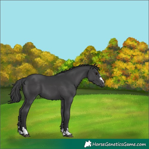 Horse Color:Black 