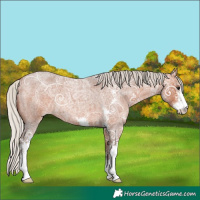 Horse Color:Silver Bay Ice Roan Sabino 