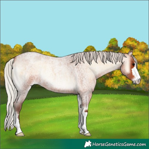 Horse Color:Silver Bay Roan Onyx 