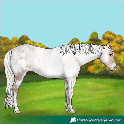 Horse Color:White Spotted Silver Blue Onyx Ice Roan 