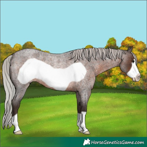 Horse Color:Silver Brown Roan Frame Rabicano 