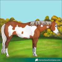 Horse Color:Silver Bay Frame