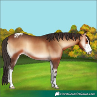 Horse Color:Bay Onyx Sabino Appaloosa