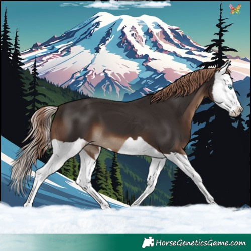 Horse Color:Liver Chestnut Splash 