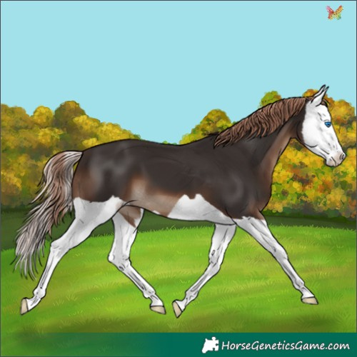 Horse Color:Liver Chestnut Splash 