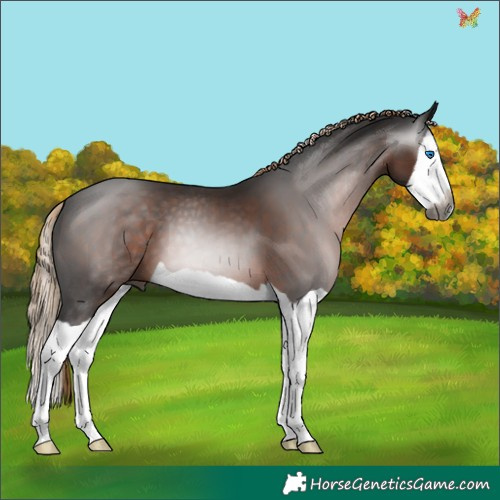 Horse Color:Gray Liver Chestnut Splash 