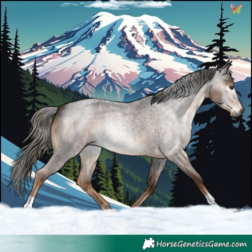 Horse Color:Gray Liver Red Roan 
