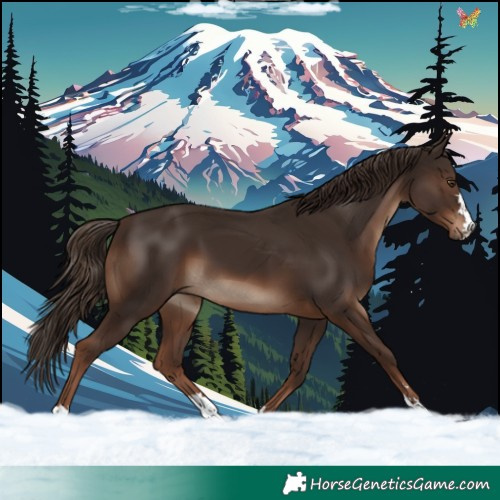 Horse Color:Liver Chestnut 