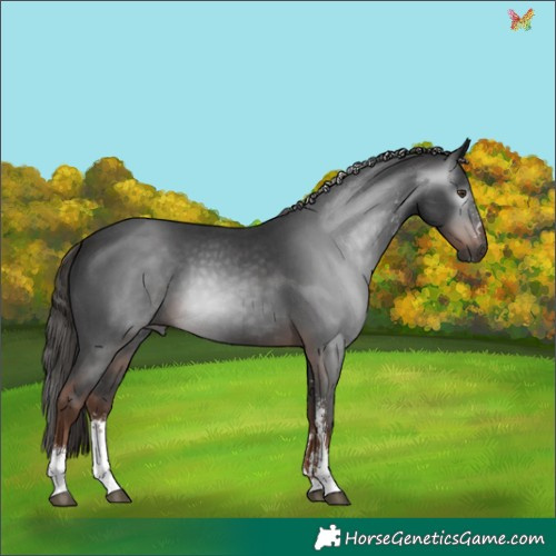 Horse Color:Gray Liver Chestnut Sabino 