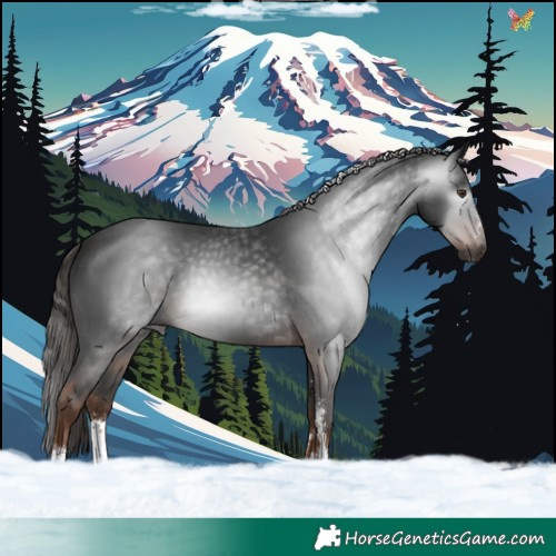 Horse Color:Gray Liver Chestnut Sabino 