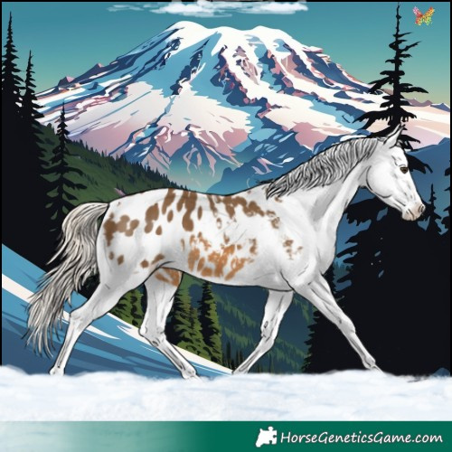 Horse Color:Chocolate Palomino Appaloosa 