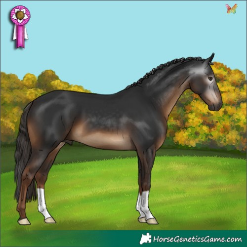 Horse Color:Gray Liver Chestnut 