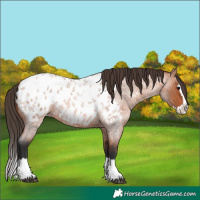 Horse Color:Unknown 