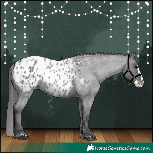 Horse Color:Blue Roan Splash Appaloosa