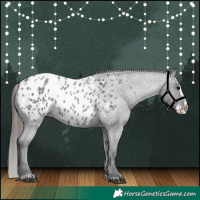 Horse Color:Blue Roan Splash Appaloosa 