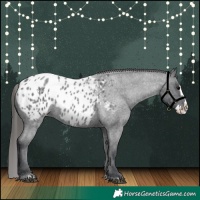 Horse Color:Blue Roan Splash Appaloosa 