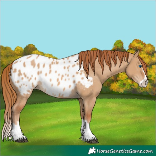 Horse Color:Unknown 