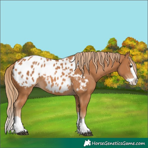 Horse Color:Unknown 