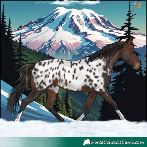 Horse Color:Brown Near Leopard 
