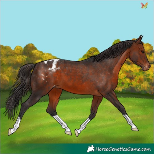 Horse Color:Brown Appaloosa 