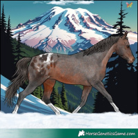 Horse Color:Brown Appaloosa
