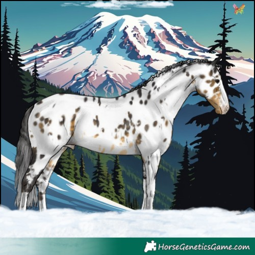 Horse Color:White Spotted Buckskin Near Leopard 