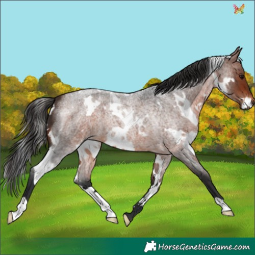 Horse Color:White Spotted Bay Roan 