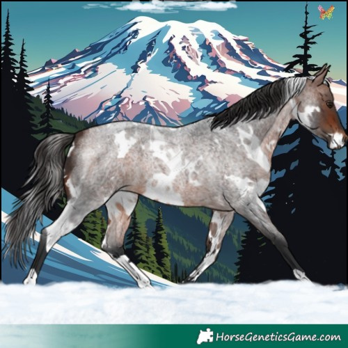 Horse Color:White Spotted Bay Roan 