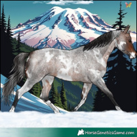 Horse Color:White Spotted Bay Roan 