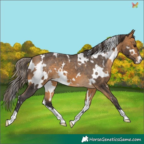 Horse Color:White Spotted Buckskin Appaloosa 