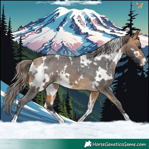 Horse Color:White Spotted Buckskin Varnish 