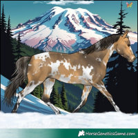 Horse Color:White Spotted Buckskin 