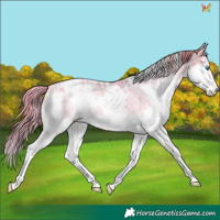 Horse Color:Watercolor White Spotted Buckskin Ice Pearl Splash Varnish 