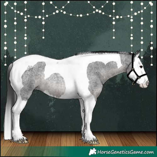 Horse Color:Blue Roan Splash Tobiano Rabicano 