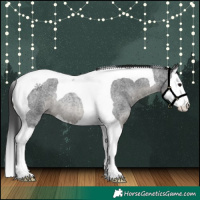 Horse Color:Blue Roan Splash Tobiano Rabicano 