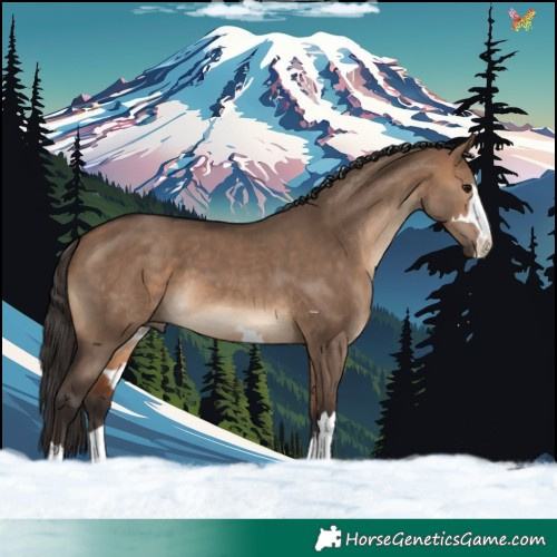 Horse Color:Bay Dun 