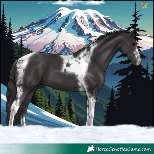 Horse Color:Smoky Black Tobiano 