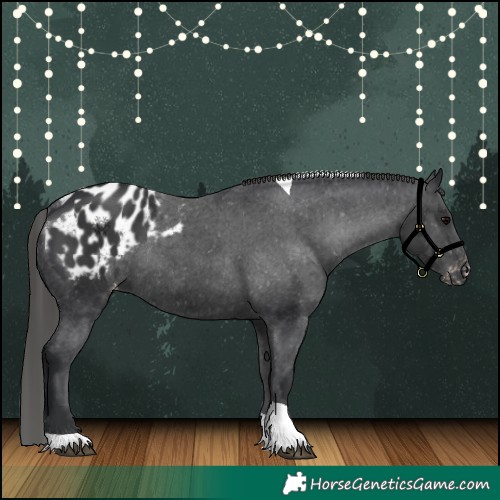 Horse Color:Black Tobiano Appaloosa Rabicano 