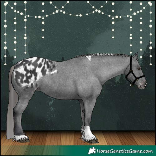 Horse Color:Black Tobiano Appaloosa Rabicano 