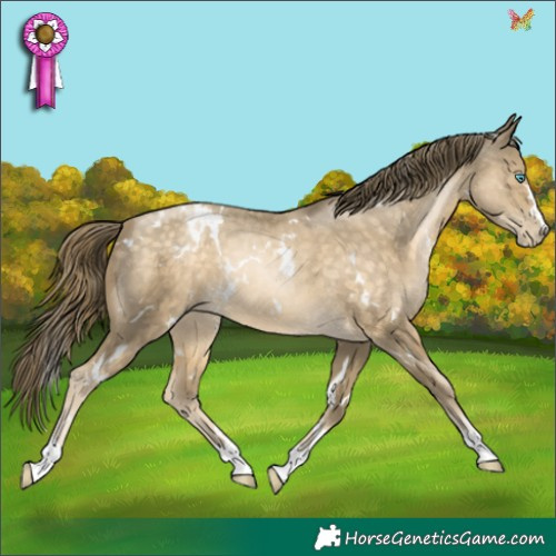 Horse Color:White Spotted Buckskin Pearl 