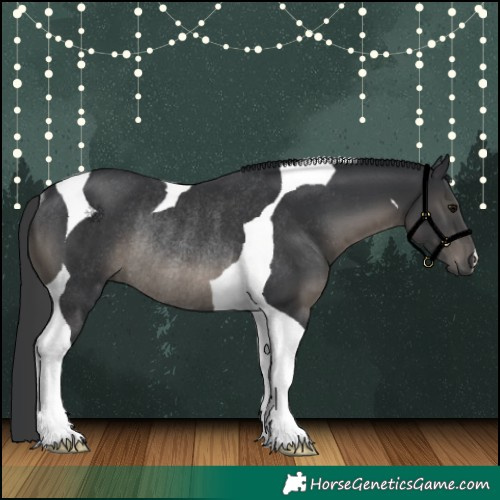 Horse Color:Black Tobiano Rabicano 
